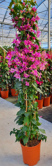 <h4>Bougainvillea overig</h4>