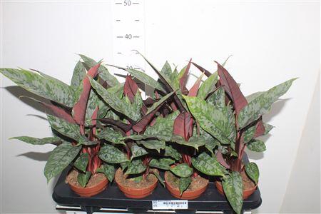 <h4>Apob Acuminatissima</h4>