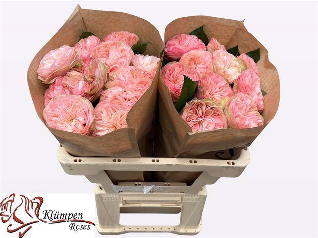 <h4>Rosa Garden Springfield Park</h4>