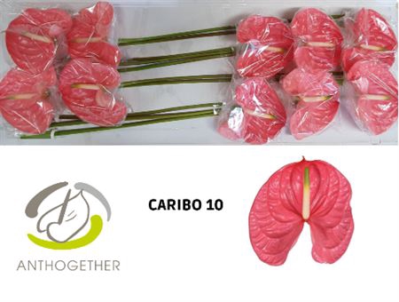 <h4>Anth Xl Caribo Long Stem</h4>