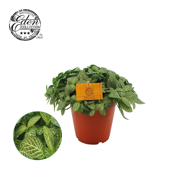 <h4>Fittonia Verschaffeltii 15cm</h4>