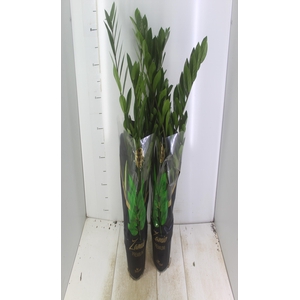 ZAMIOCULCAS PREMIUM P17 PREMIUM