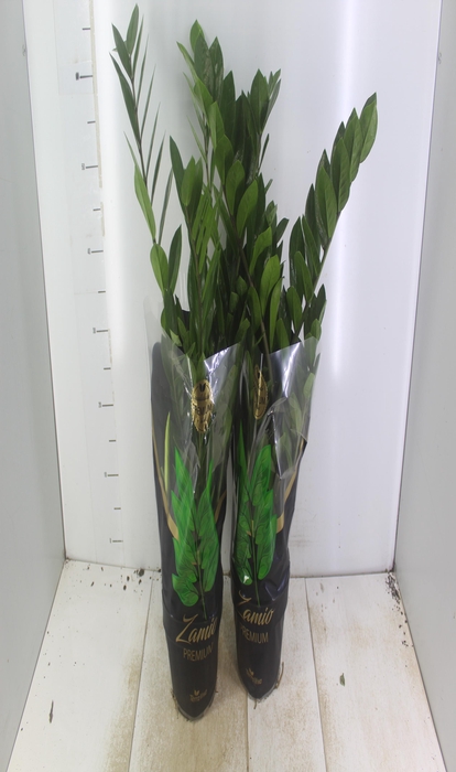 <h4>ZAMIOCULCAS PREMIUM P17 PREMIUM</h4>