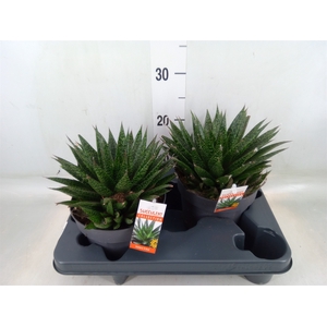 Gasteria