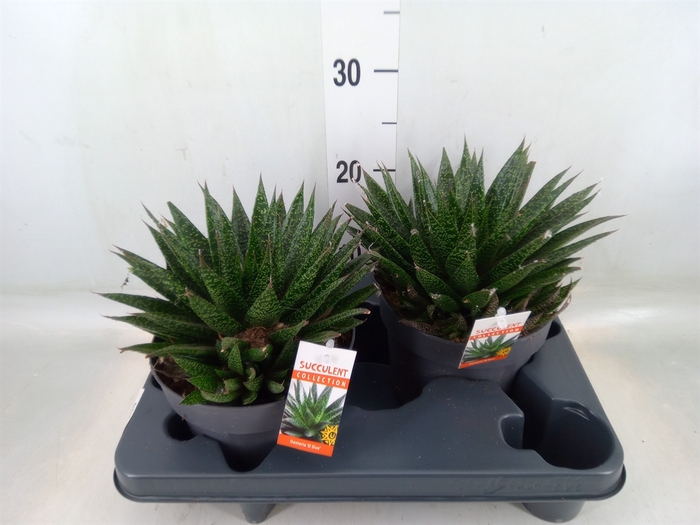 <h4>Gasteria</h4>