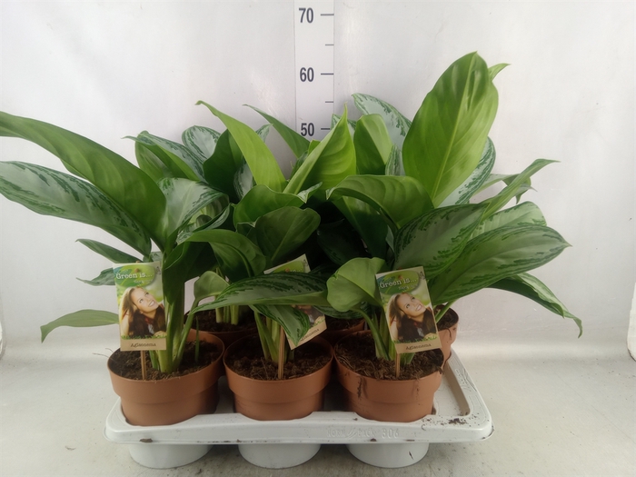 <h4>Aglaonema  'Silver Bay'</h4>