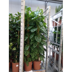 Monstera obliqua 'Monkey Mask'