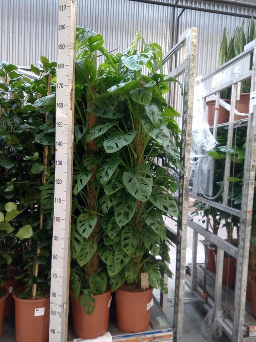 <h4>Monstera obliqua 'Monkey Mask'</h4>