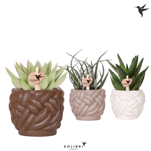 Kolibri Greens Succulenten mix in Rope pot mix