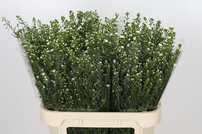 <h4>Aster Paquita</h4>