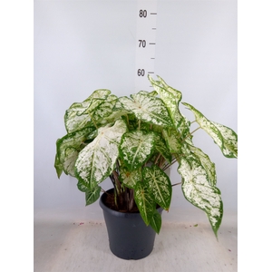 Caladium  'Snow Flurry'