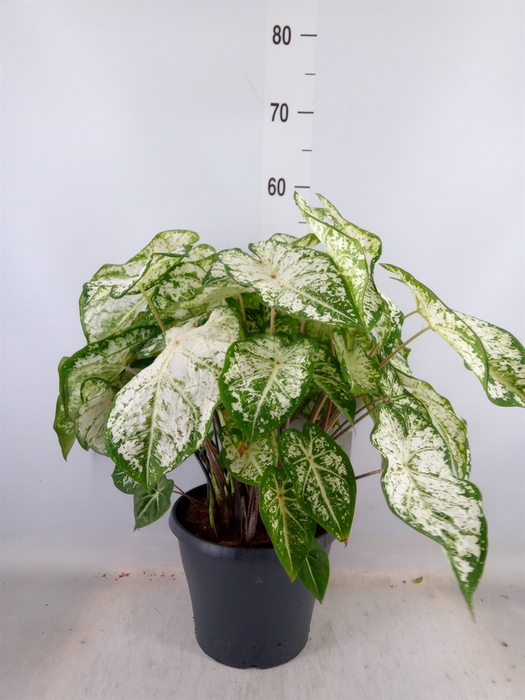 <h4>Caladium  'Snow Flurry'</h4>