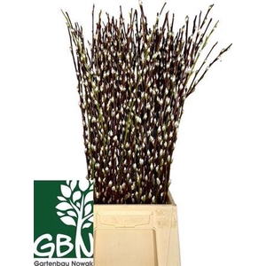 Salix Wilgenkatjes 70cm