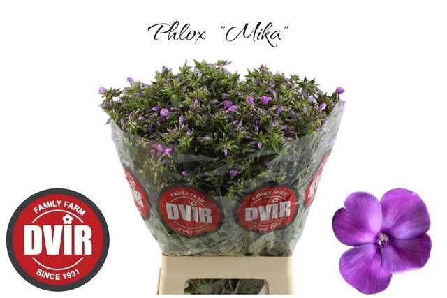 <h4>PHLOX P MIKA</h4>