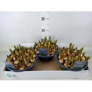 Muscari  'Big Smile'