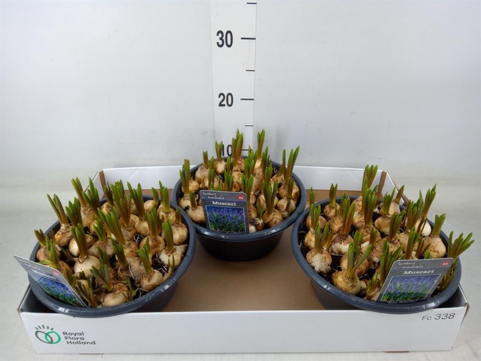 <h4>Muscari 'Big Smile'</h4>