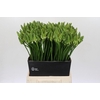 Ornithogalum Mount Fuji