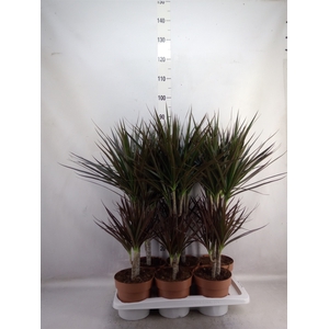 Dracaena marg. 'Magenta'