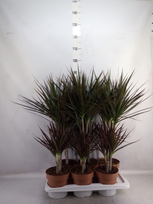 Dracaena marg. 'Magenta'