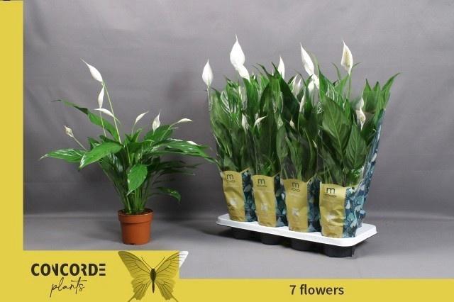 <h4>SPATH SWEET CHICO</h4>