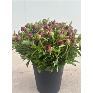 Paeonia O. Rubra Plena 50