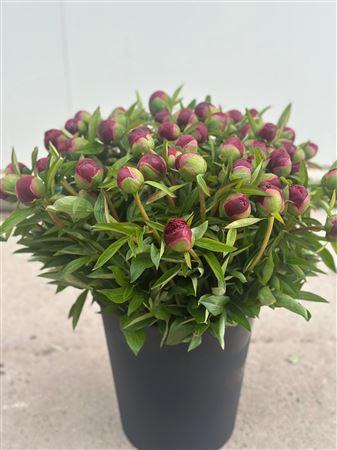 <h4>Paeonia O. Rubra Plena 50</h4>