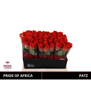 R Gr Patz