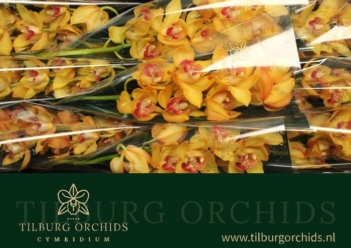 <h4>CYMB T ESTHER</h4>