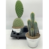 Cactus Gem In Zinken Pot