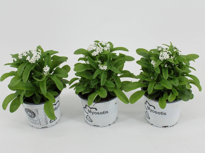 Myos Sy Mon Ami Whit