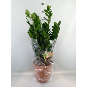 Zamioculcas zamiifolia