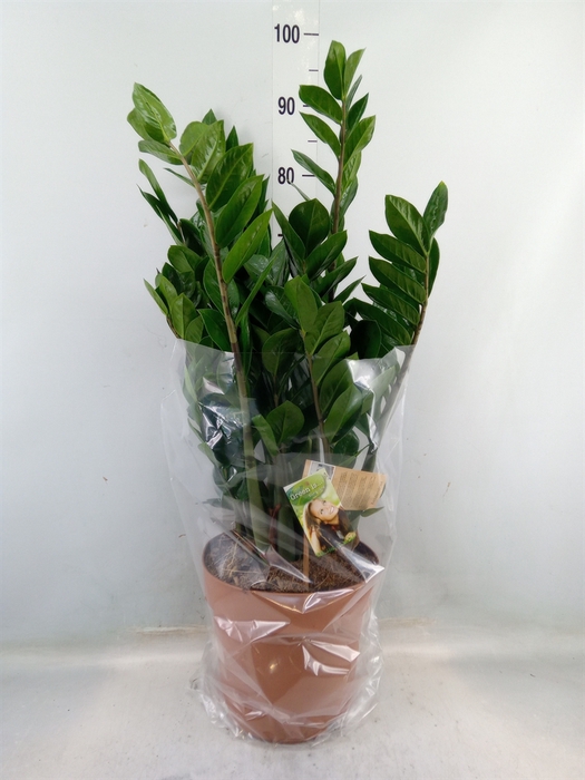 <h4>Zamioculcas zamiifolia</h4>