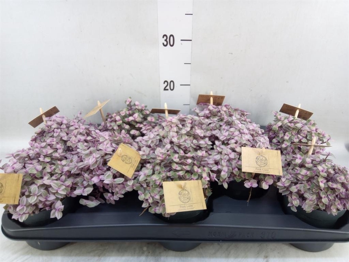 <h4>Callisia   ...</h4>