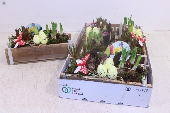 <h4>ARR BOL KNOLGEWAS</h4>