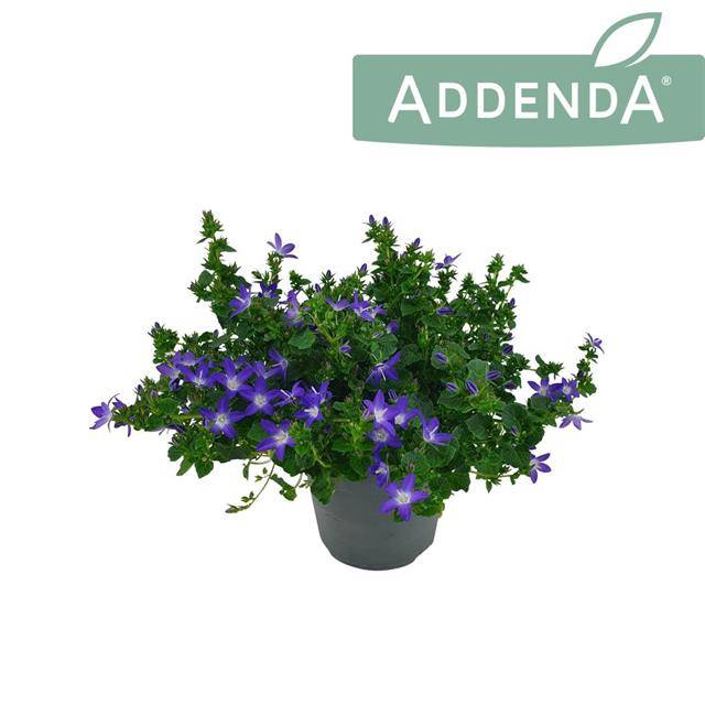 <h4>Campanula Adansa purple</h4>