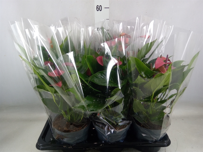 <h4>Anthurium andr. 'Pure Purple'</h4>