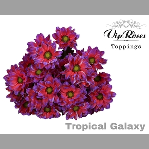 CHR T TROPICAL GALAXY