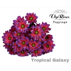 CHR T TROPICAL GALAXY