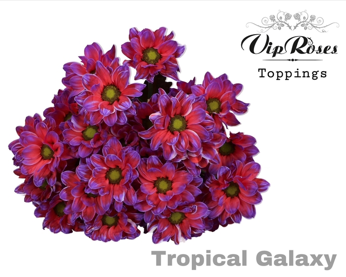 Chr T Tropical Galaxy