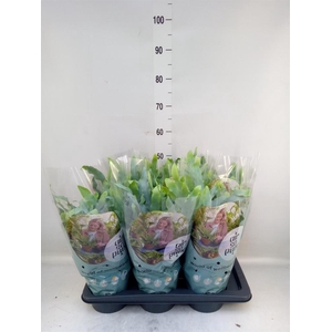 Phlebodium aureum 'Blue Star'