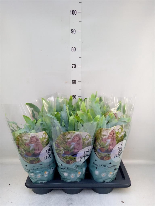 <h4>Phlebodium aureum 'Blue Star'</h4>