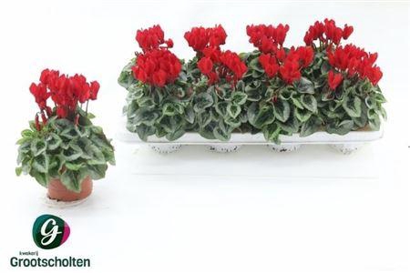 Cycl Kl Sup Picasso Red