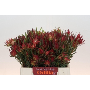 Leucadendron Fireglow Spray