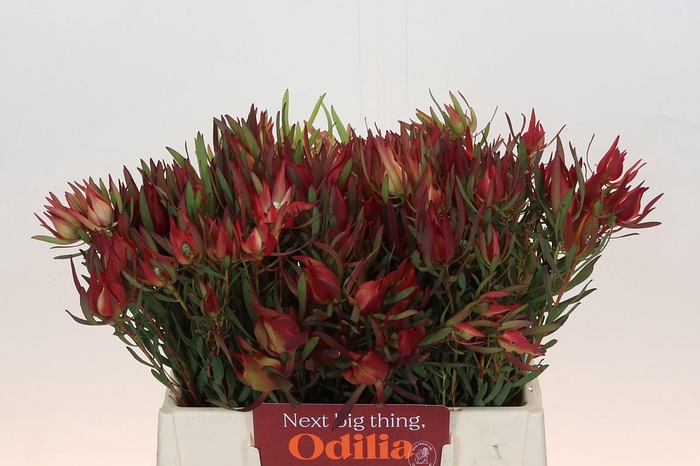 <h4>Leucadendron Fireglow Spray</h4>