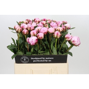 PAEONIA LACT. 'SARAH BERNHARDT'