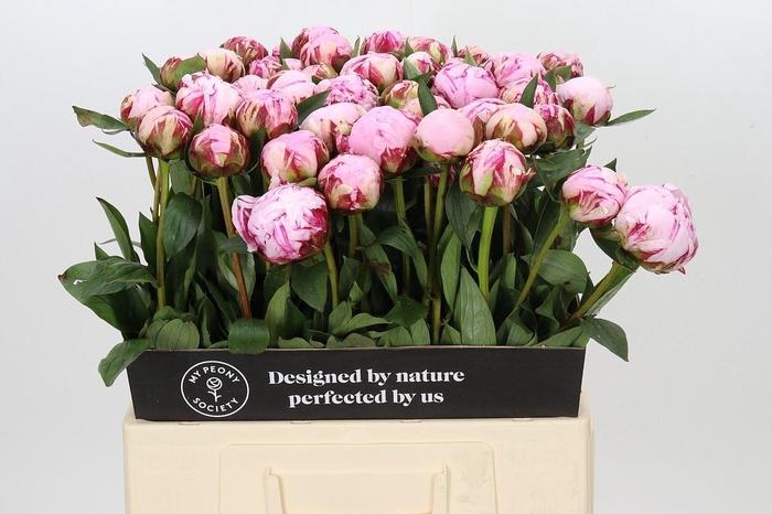 <h4>PAEONIA LACT. 'SARAH BERNHARDT'</h4>