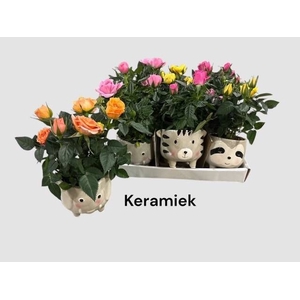 RO KORDANA GEM 3 SRT