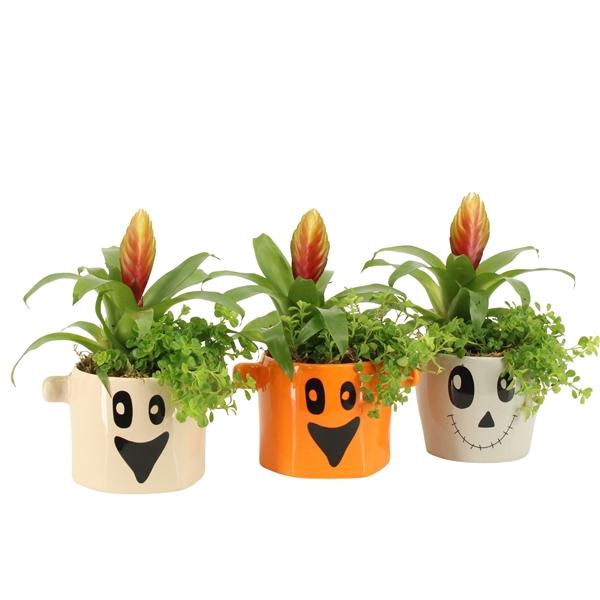<h4>Arrangementen kamerplanten 6%</h4>