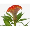 CEL C  EXTREM ORANGE