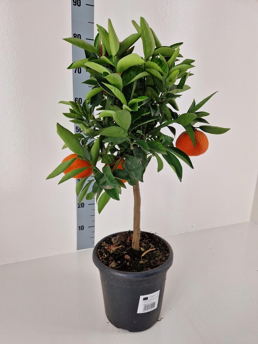 <h4>CITR RE CLEMENTINE</h4>